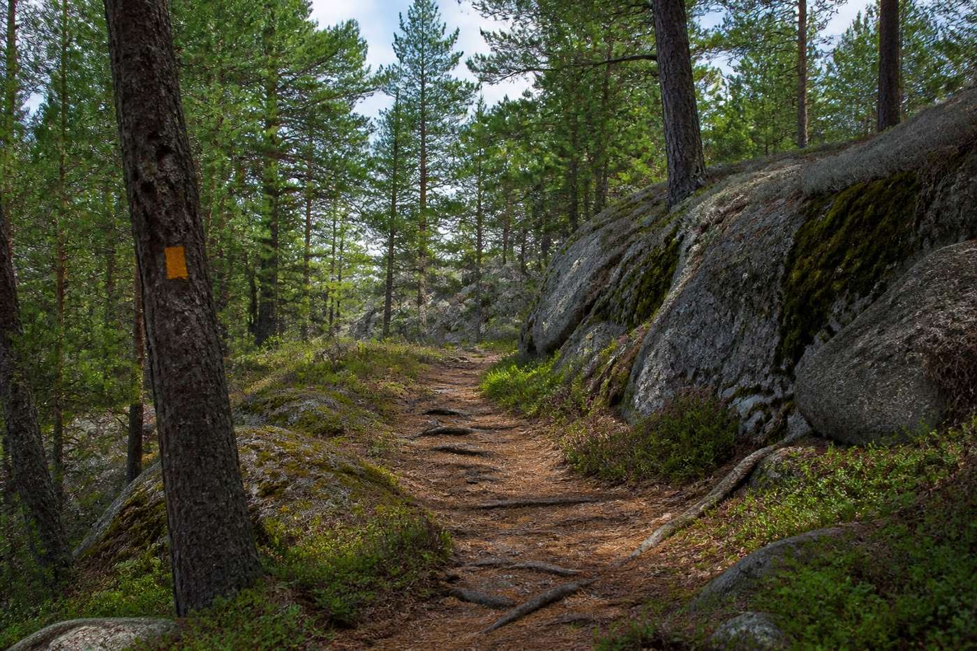 A marked forest trail leading through pines and Canadian Shield rock