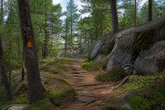 A marked forest trail leading through pines and Canadian Shield rock